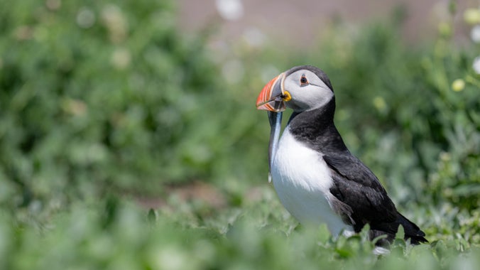 A small white and black bird with a small silver-blue fish in its bright orange beak.